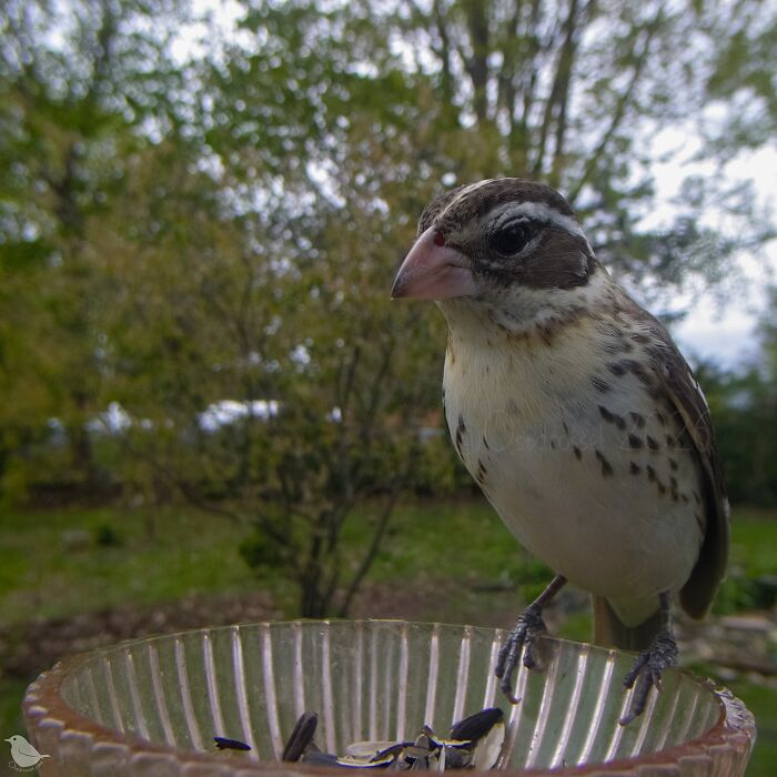 Woman Sets Up A Feeder Cam In Her Yard And The Photos Are Extraordinary (30 New Pics) Woman Sets Up A Feeder Cam In Her Yard And The Photos Are Extraordinary (30 New Pics)