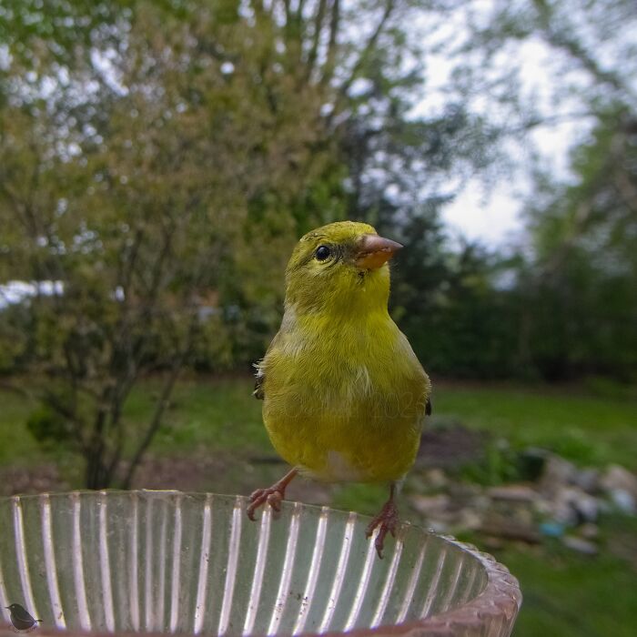 Woman Sets Up A Feeder Cam In Her Yard And The Photos Are Extraordinary (30 New Pics) Woman Sets Up A Feeder Cam In Her Yard And The Photos Are Extraordinary (30 New Pics)