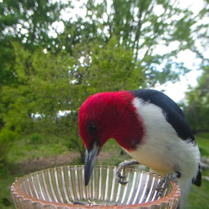 Woman Sets Up A Feeder Cam In Her Yard And The Photos Are Extraordinary (30 New Pics) Woman Sets Up A Feeder Cam In Her Yard And The Photos Are Extraordinary (30 New Pics)