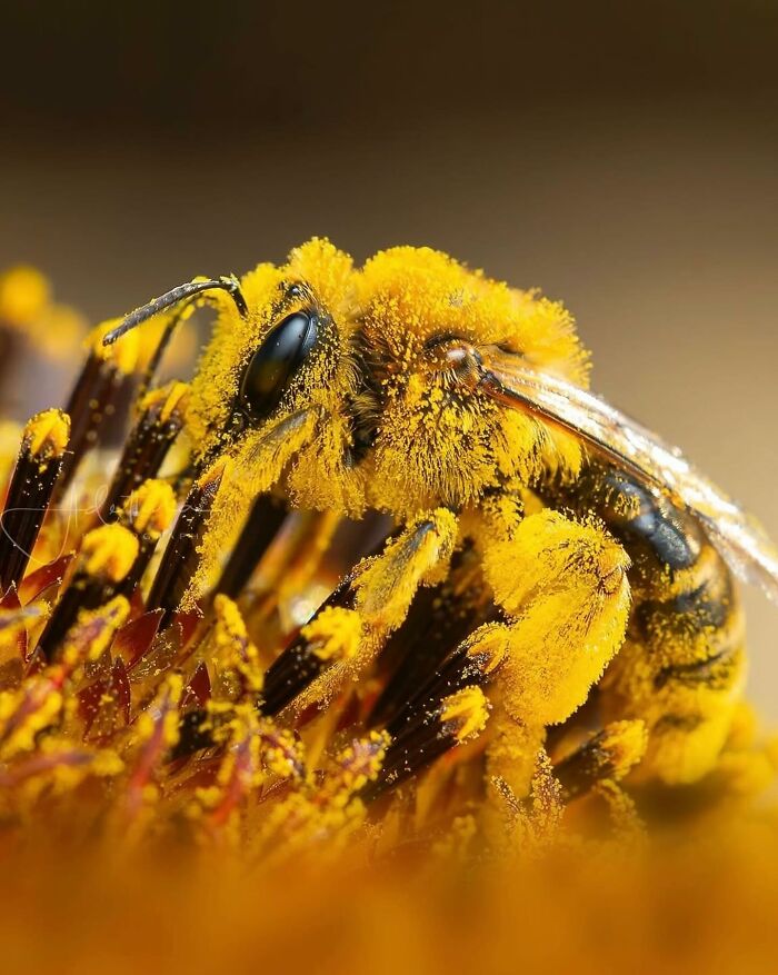This Page Shared Macro Shots That Reveal The Strange And Stunning Details Of Flowers And Insects (55 Pics) This Page Shared Macro Shots That Reveal The Strange And Stunning Details Of Flowers And Insects (55 Pics)