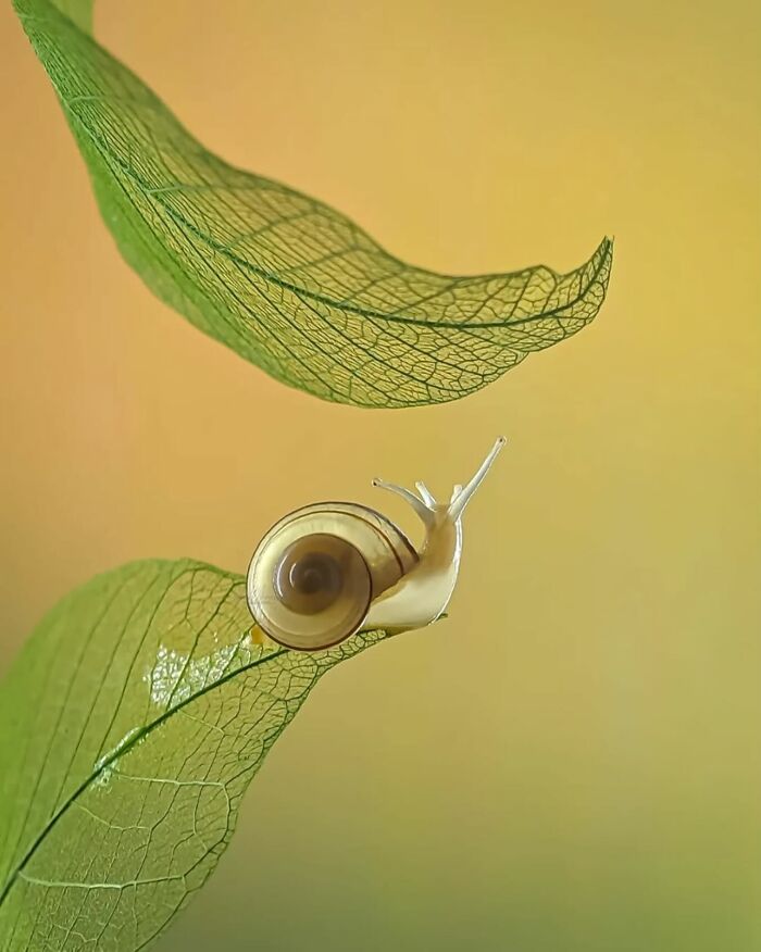 This Page Shared Macro Shots That Reveal The Strange And Stunning Details Of Flowers And Insects (55 Pics) This Page Shared Macro Shots That Reveal The Strange And Stunning Details Of Flowers And Insects (55 Pics)