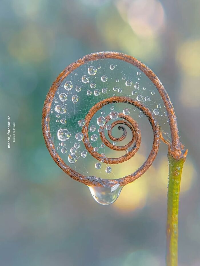 This Page Shared Macro Shots That Reveal The Strange And Stunning Details Of Flowers And Insects (55 Pics) This Page Shared Macro Shots That Reveal The Strange And Stunning Details Of Flowers And Insects (55 Pics)