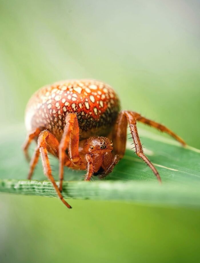 This Page Shared Macro Shots That Reveal The Strange And Stunning Details Of Flowers And Insects (55 Pics) This Page Shared Macro Shots That Reveal The Strange And Stunning Details Of Flowers And Insects (55 Pics)