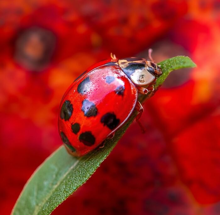 This Page Shared Macro Shots That Reveal The Strange And Stunning Details Of Flowers And Insects (55 Pics) This Page Shared Macro Shots That Reveal The Strange And Stunning Details Of Flowers And Insects (55 Pics)