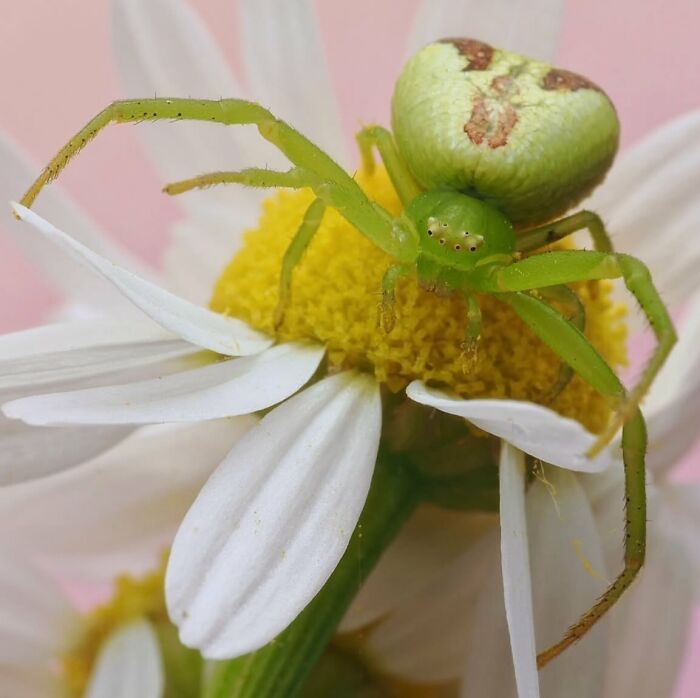 This Page Shared Macro Shots That Reveal The Strange And Stunning Details Of Flowers And Insects (55 Pics) This Page Shared Macro Shots That Reveal The Strange And Stunning Details Of Flowers And Insects (55 Pics)