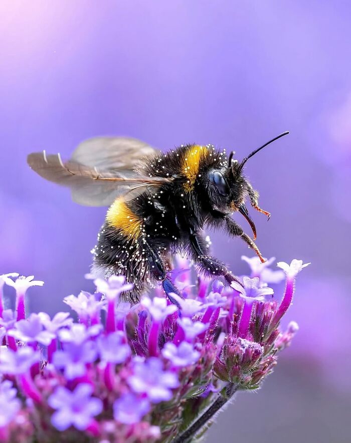 This Page Shared Macro Shots That Reveal The Strange And Stunning Details Of Flowers And Insects (55 Pics) This Page Shared Macro Shots That Reveal The Strange And Stunning Details Of Flowers And Insects (55 Pics)