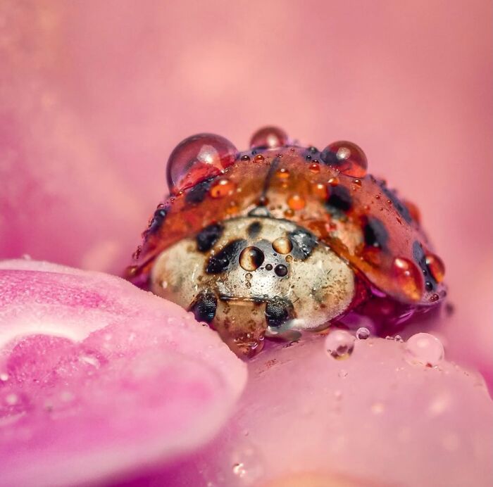 This Page Shared Macro Shots That Reveal The Strange And Stunning Details Of Flowers And Insects (55 Pics) This Page Shared Macro Shots That Reveal The Strange And Stunning Details Of Flowers And Insects (55 Pics)
