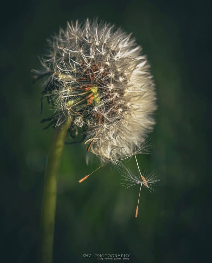 This Page Shared Macro Shots That Reveal The Strange And Stunning Details Of Flowers And Insects (55 Pics) This Page Shared Macro Shots That Reveal The Strange And Stunning Details Of Flowers And Insects (55 Pics)