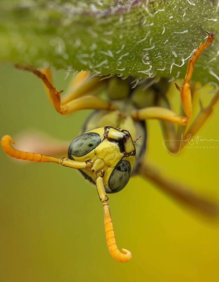 This Page Shared Macro Shots That Reveal The Strange And Stunning Details Of Flowers And Insects (55 Pics) This Page Shared Macro Shots That Reveal The Strange And Stunning Details Of Flowers And Insects (55 Pics)