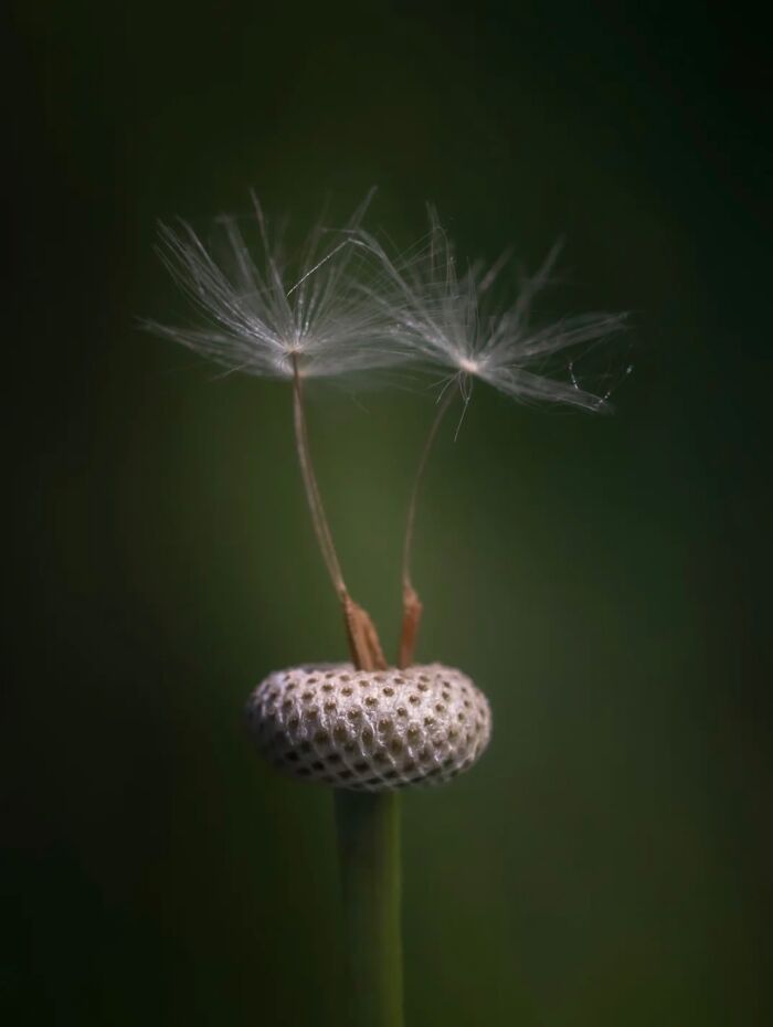 This Page Shared Macro Shots That Reveal The Strange And Stunning Details Of Flowers And Insects (55 Pics) This Page Shared Macro Shots That Reveal The Strange And Stunning Details Of Flowers And Insects (55 Pics)