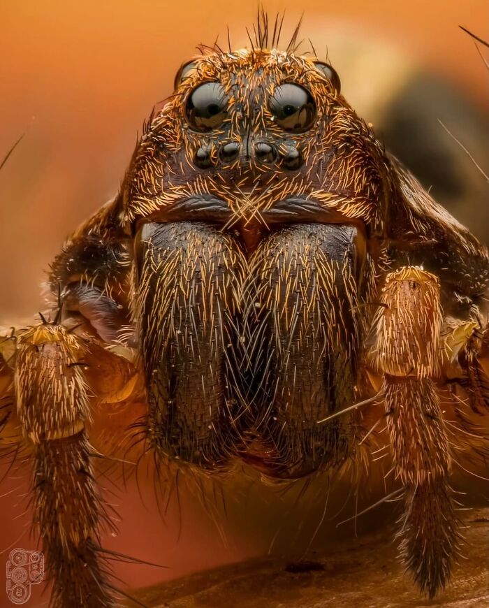 This Page Shared Macro Shots That Reveal The Strange And Stunning Details Of Flowers And Insects (55 Pics) This Page Shared Macro Shots That Reveal The Strange And Stunning Details Of Flowers And Insects (55 Pics)