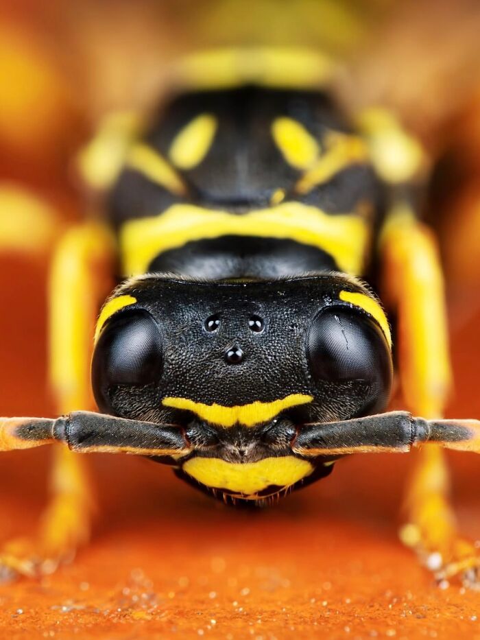 This Page Shared Macro Shots That Reveal The Strange And Stunning Details Of Flowers And Insects (55 Pics) This Page Shared Macro Shots That Reveal The Strange And Stunning Details Of Flowers And Insects (55 Pics)