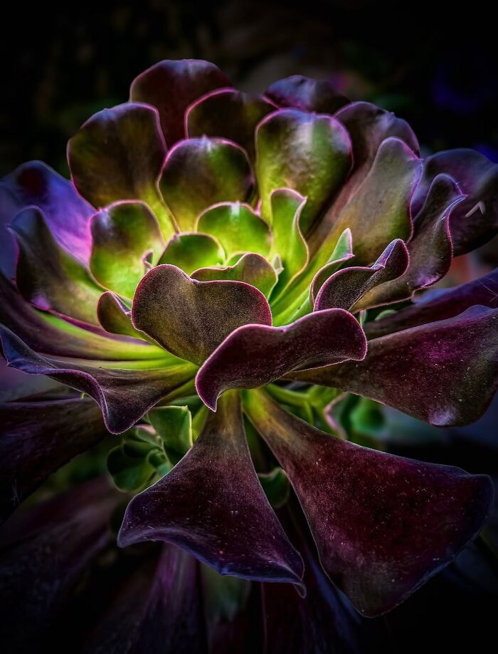 This Page Shared Macro Shots That Reveal The Strange And Stunning Details Of Flowers And Insects (55 Pics) This Page Shared Macro Shots That Reveal The Strange And Stunning Details Of Flowers And Insects (55 Pics)