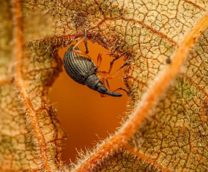 This Page Shared Macro Shots That Reveal The Strange And Stunning Details Of Flowers And Insects (55 Pics) This Page Shared Macro Shots That Reveal The Strange And Stunning Details Of Flowers And Insects (55 Pics)