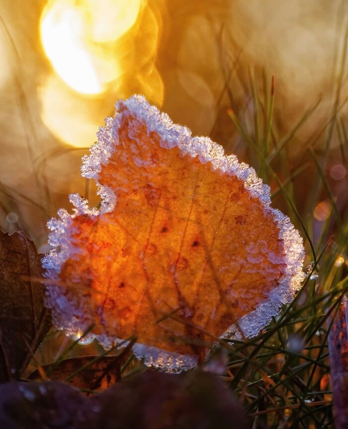This Page Shared Macro Shots That Reveal The Strange And Stunning Details Of Flowers And Insects (55 Pics) This Page Shared Macro Shots That Reveal The Strange And Stunning Details Of Flowers And Insects (55 Pics)