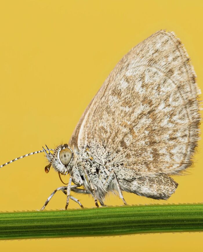 This Page Shared Macro Shots That Reveal The Strange And Stunning Details Of Flowers And Insects (55 Pics) This Page Shared Macro Shots That Reveal The Strange And Stunning Details Of Flowers And Insects (55 Pics)
