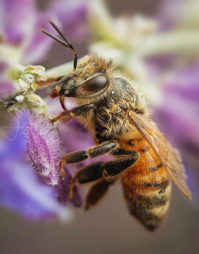 This Page Shared Macro Shots That Reveal The Strange And Stunning Details Of Flowers And Insects (55 Pics) This Page Shared Macro Shots That Reveal The Strange And Stunning Details Of Flowers And Insects (55 Pics)