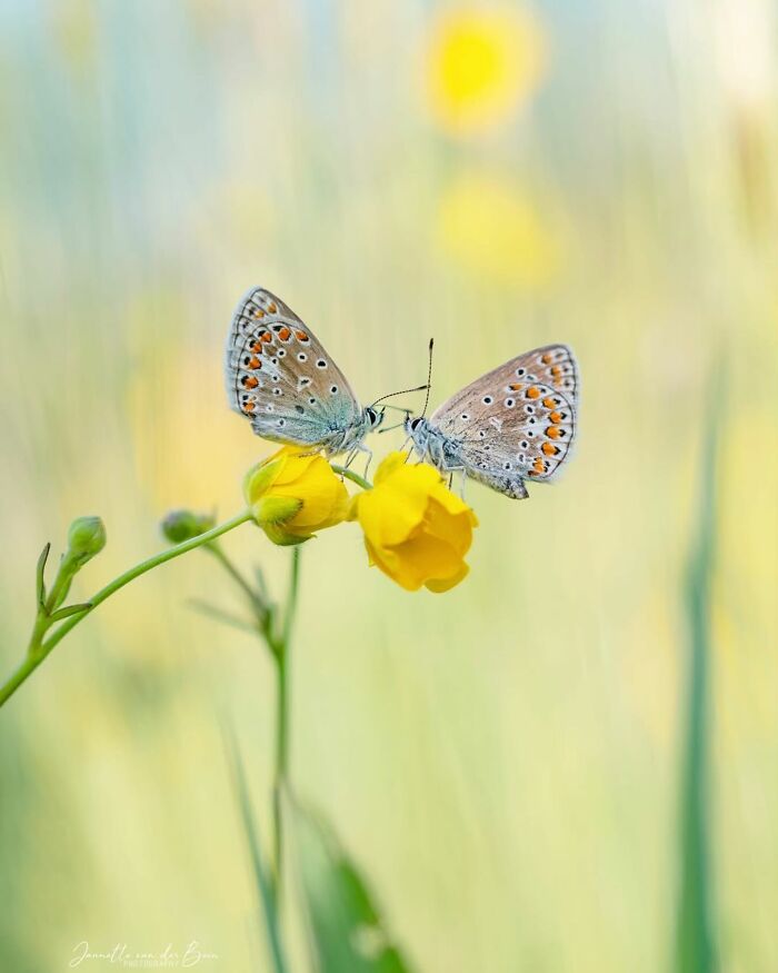 This Page Shared Macro Shots That Reveal The Strange And Stunning Details Of Flowers And Insects (55 Pics) This Page Shared Macro Shots That Reveal The Strange And Stunning Details Of Flowers And Insects (55 Pics)