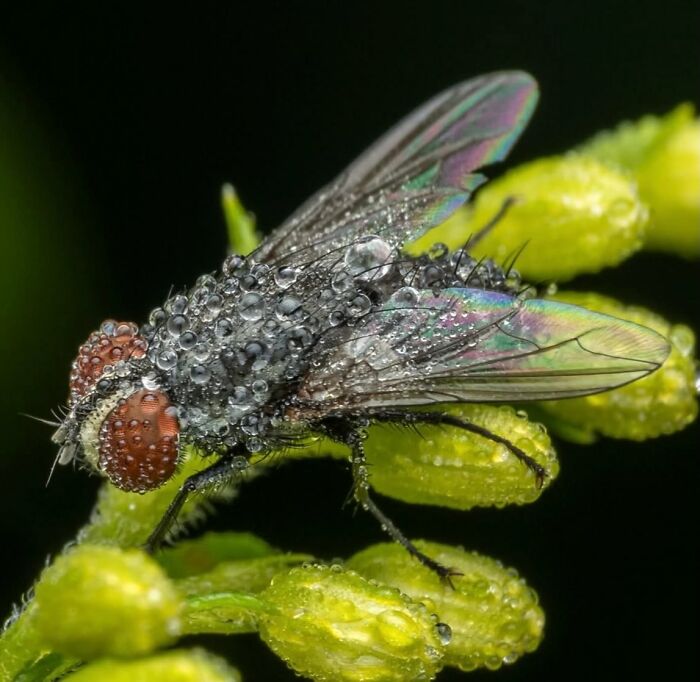 This Page Shared Macro Shots That Reveal The Strange And Stunning Details Of Flowers And Insects (55 Pics) This Page Shared Macro Shots That Reveal The Strange And Stunning Details Of Flowers And Insects (55 Pics)