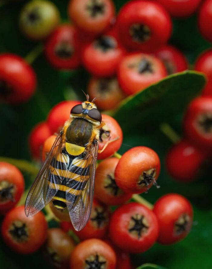 This Page Shared Macro Shots That Reveal The Strange And Stunning Details Of Flowers And Insects (55 Pics) This Page Shared Macro Shots That Reveal The Strange And Stunning Details Of Flowers And Insects (55 Pics)