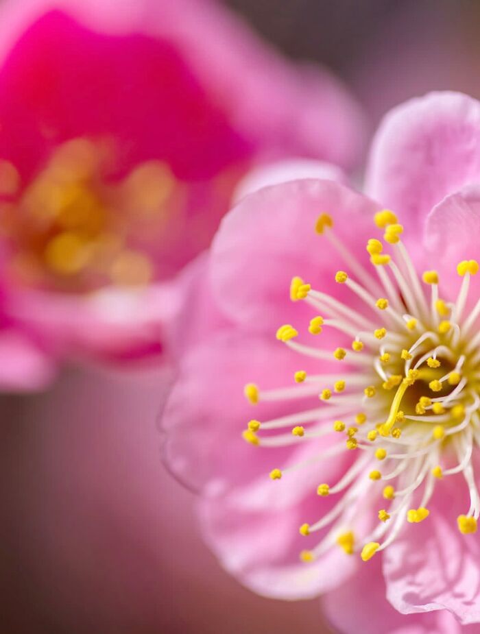 This Page Shared Macro Shots That Reveal The Strange And Stunning Details Of Flowers And Insects (55 Pics) This Page Shared Macro Shots That Reveal The Strange And Stunning Details Of Flowers And Insects (55 Pics)
