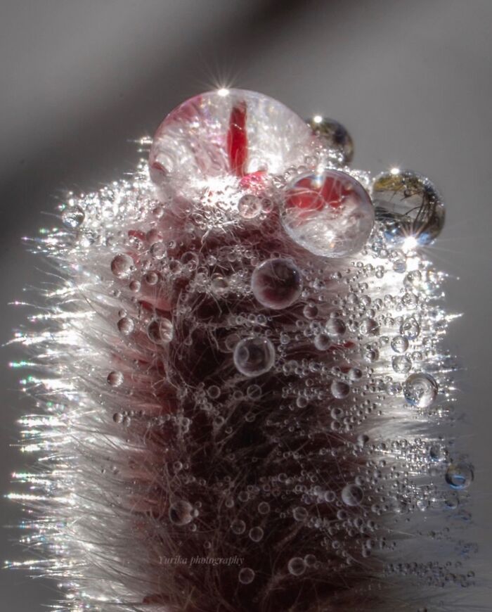 This Page Shared Macro Shots That Reveal The Strange And Stunning Details Of Flowers And Insects (55 Pics) This Page Shared Macro Shots That Reveal The Strange And Stunning Details Of Flowers And Insects (55 Pics)