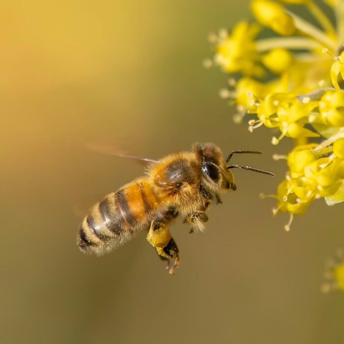 This Page Shared Macro Shots That Reveal The Strange And Stunning Details Of Flowers And Insects (55 Pics) This Page Shared Macro Shots That Reveal The Strange And Stunning Details Of Flowers And Insects (55 Pics)