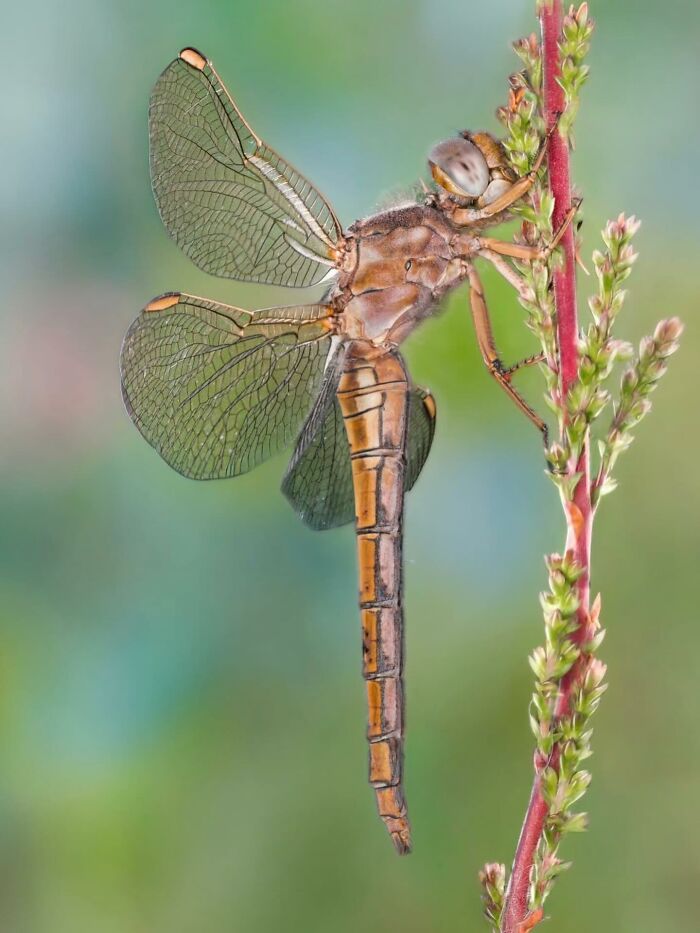This Page Shared Macro Shots That Reveal The Strange And Stunning Details Of Flowers And Insects (55 Pics) This Page Shared Macro Shots That Reveal The Strange And Stunning Details Of Flowers And Insects (55 Pics)