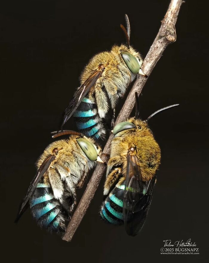 This Page Shared Macro Shots That Reveal The Strange And Stunning Details Of Flowers And Insects (55 Pics) This Page Shared Macro Shots That Reveal The Strange And Stunning Details Of Flowers And Insects (55 Pics)