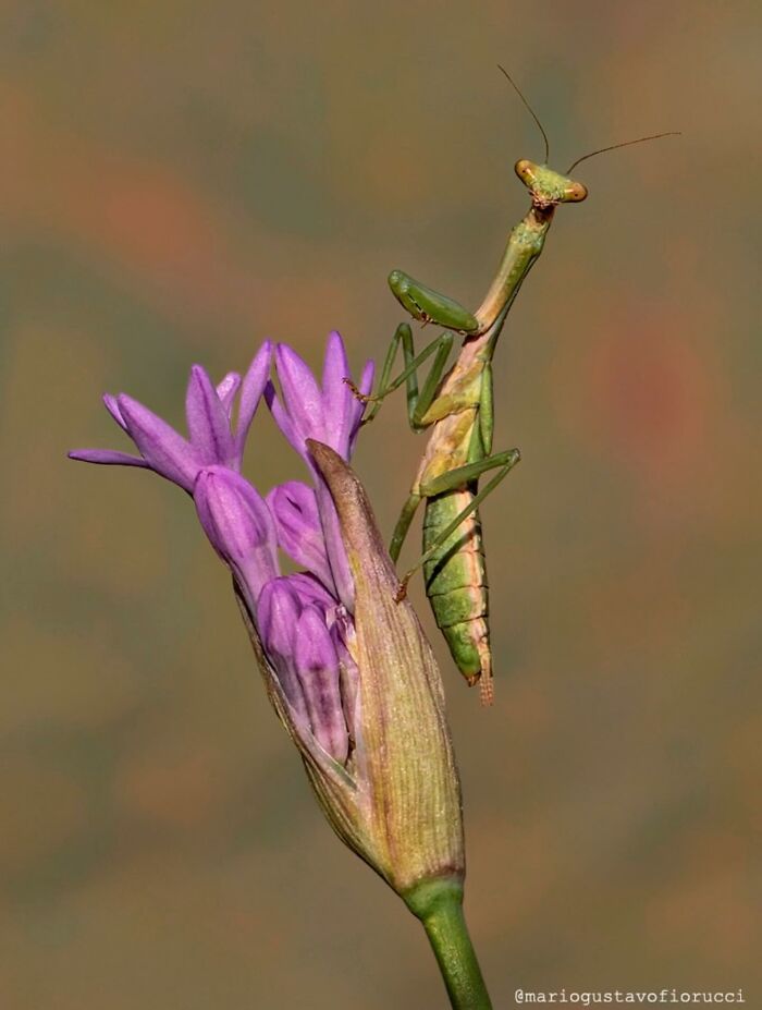This Page Shared Macro Shots That Reveal The Strange And Stunning Details Of Flowers And Insects (55 Pics) This Page Shared Macro Shots That Reveal The Strange And Stunning Details Of Flowers And Insects (55 Pics)