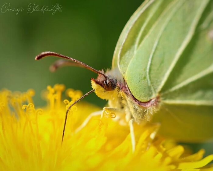 This Page Shared Macro Shots That Reveal The Strange And Stunning Details Of Flowers And Insects (55 Pics) This Page Shared Macro Shots That Reveal The Strange And Stunning Details Of Flowers And Insects (55 Pics)