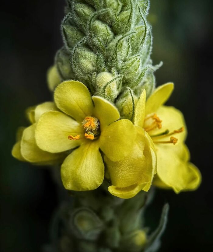 This Page Shared Macro Shots That Reveal The Strange And Stunning Details Of Flowers And Insects (55 Pics) This Page Shared Macro Shots That Reveal The Strange And Stunning Details Of Flowers And Insects (55 Pics)