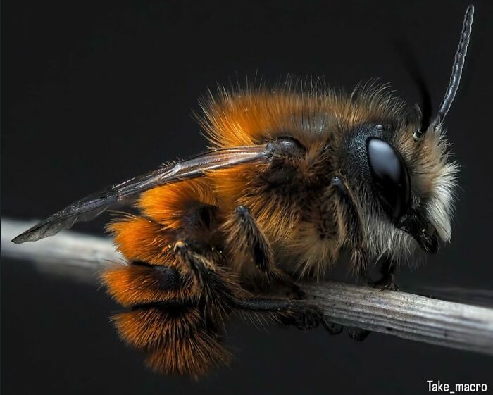 This Page Shared Macro Shots That Reveal The Strange And Stunning Details Of Flowers And Insects (55 Pics) This Page Shared Macro Shots That Reveal The Strange And Stunning Details Of Flowers And Insects (55 Pics)