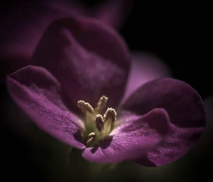 This Page Shared Macro Shots That Reveal The Strange And Stunning Details Of Flowers And Insects (55 Pics) This Page Shared Macro Shots That Reveal The Strange And Stunning Details Of Flowers And Insects (55 Pics)