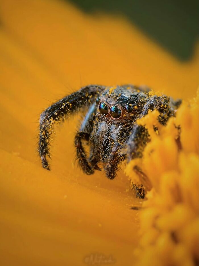This Page Shared Macro Shots That Reveal The Strange And Stunning Details Of Flowers And Insects (55 Pics) This Page Shared Macro Shots That Reveal The Strange And Stunning Details Of Flowers And Insects (55 Pics)