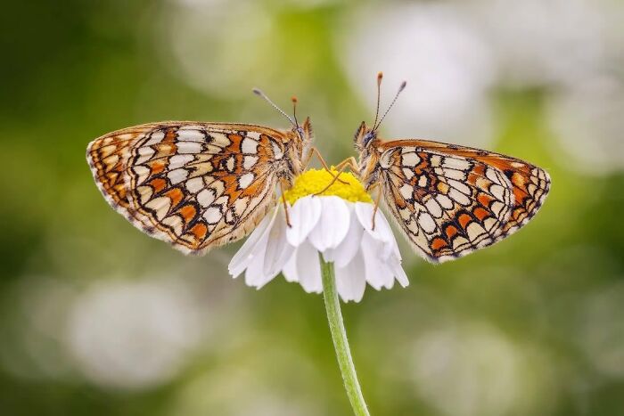 This Page Shared Macro Shots That Reveal The Strange And Stunning Details Of Flowers And Insects (55 Pics) This Page Shared Macro Shots That Reveal The Strange And Stunning Details Of Flowers And Insects (55 Pics)