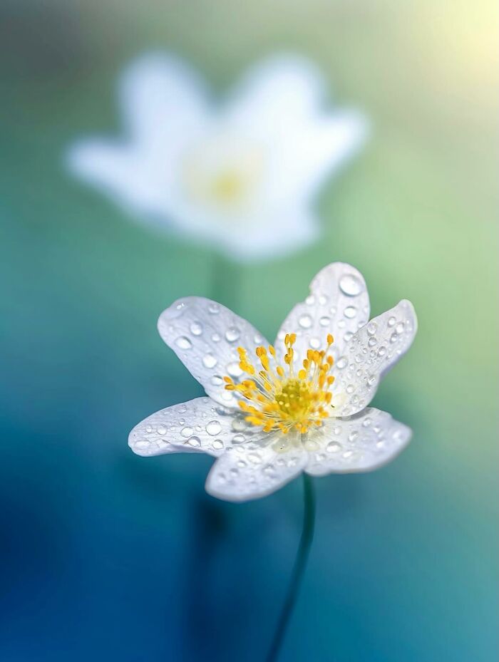 This Page Shared Macro Shots That Reveal The Strange And Stunning Details Of Flowers And Insects (55 Pics) This Page Shared Macro Shots That Reveal The Strange And Stunning Details Of Flowers And Insects (55 Pics)