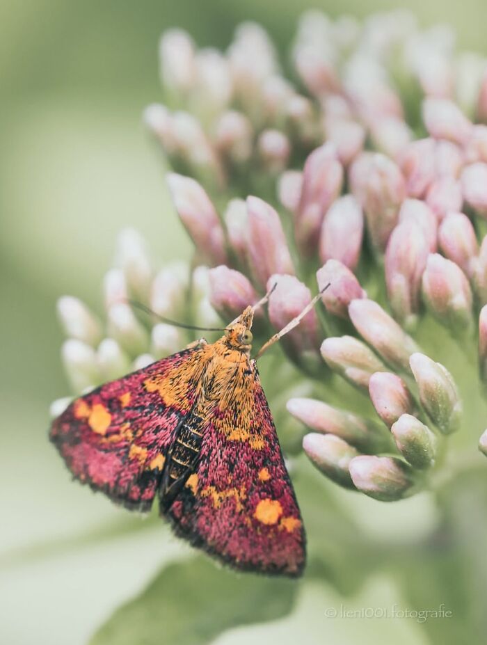 This Page Shared Macro Shots That Reveal The Strange And Stunning Details Of Flowers And Insects (55 Pics) This Page Shared Macro Shots That Reveal The Strange And Stunning Details Of Flowers And Insects (55 Pics)