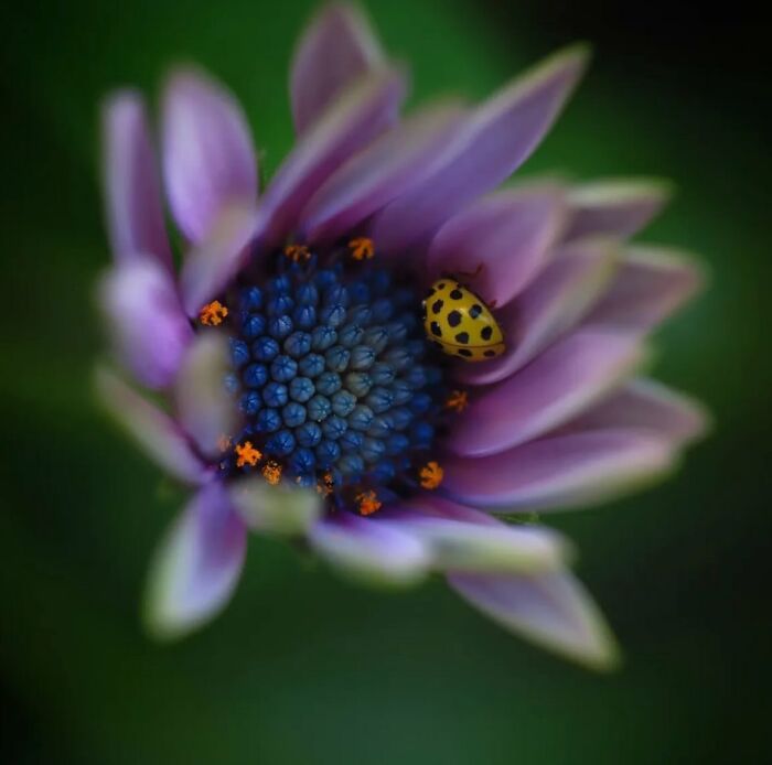 This Page Shared Macro Shots That Reveal The Strange And Stunning Details Of Flowers And Insects (55 Pics) This Page Shared Macro Shots That Reveal The Strange And Stunning Details Of Flowers And Insects (55 Pics)