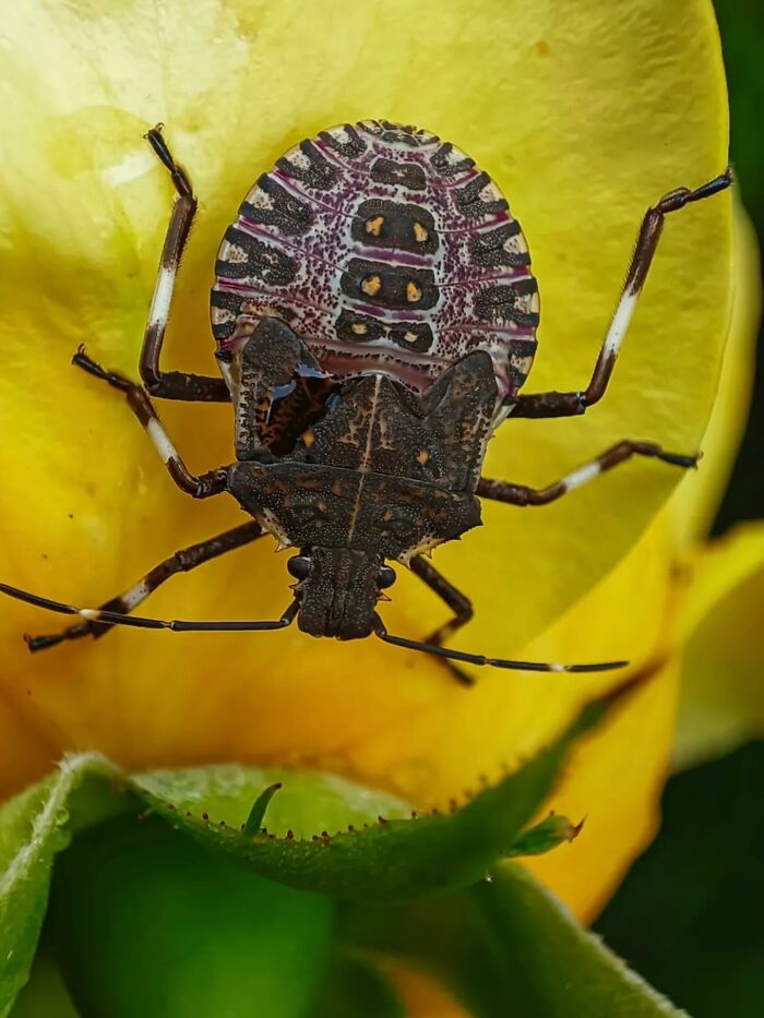This Page Shared Macro Shots That Reveal The Strange And Stunning Details Of Flowers And Insects (55 Pics) This Page Shared Macro Shots That Reveal The Strange And Stunning Details Of Flowers And Insects (55 Pics)