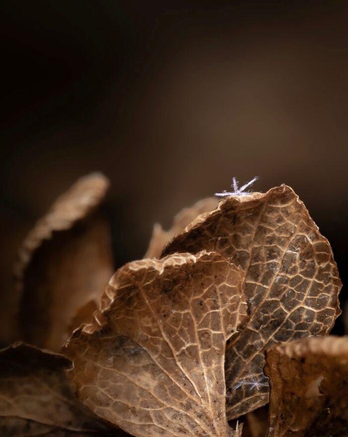 This Page Shared Macro Shots That Reveal The Strange And Stunning Details Of Flowers And Insects (55 Pics) This Page Shared Macro Shots That Reveal The Strange And Stunning Details Of Flowers And Insects (55 Pics)