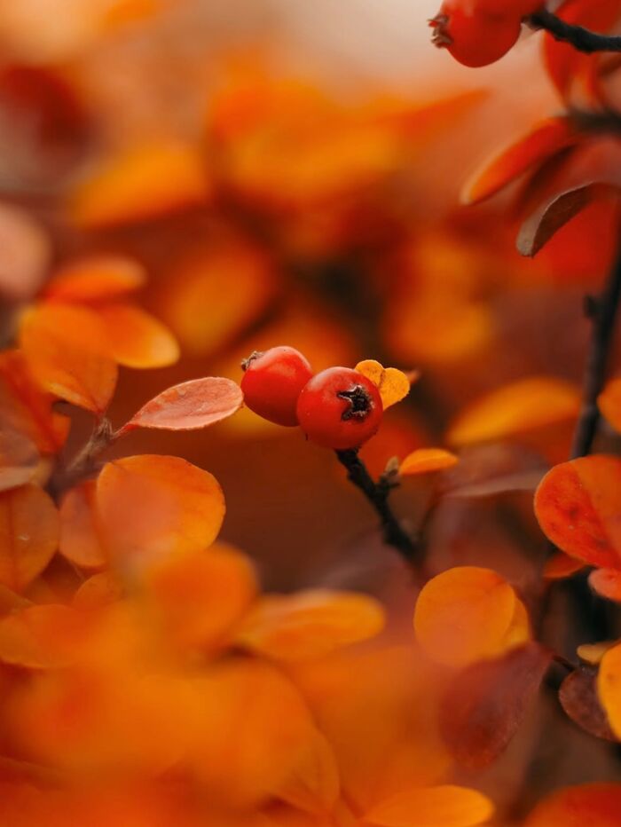 This Page Shared Macro Shots That Reveal The Strange And Stunning Details Of Flowers And Insects (55 Pics) This Page Shared Macro Shots That Reveal The Strange And Stunning Details Of Flowers And Insects (55 Pics)