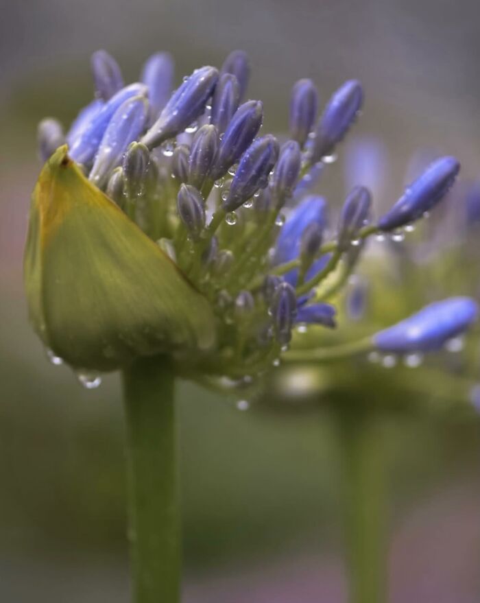 This Page Shared Macro Shots That Reveal The Strange And Stunning Details Of Flowers And Insects (55 Pics) This Page Shared Macro Shots That Reveal The Strange And Stunning Details Of Flowers And Insects (55 Pics)