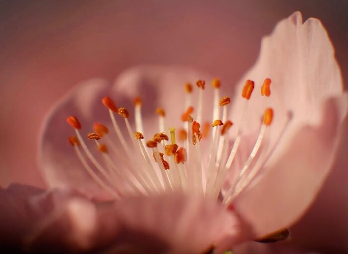 This Page Shared Macro Shots That Reveal The Strange And Stunning Details Of Flowers And Insects (55 Pics) This Page Shared Macro Shots That Reveal The Strange And Stunning Details Of Flowers And Insects (55 Pics)