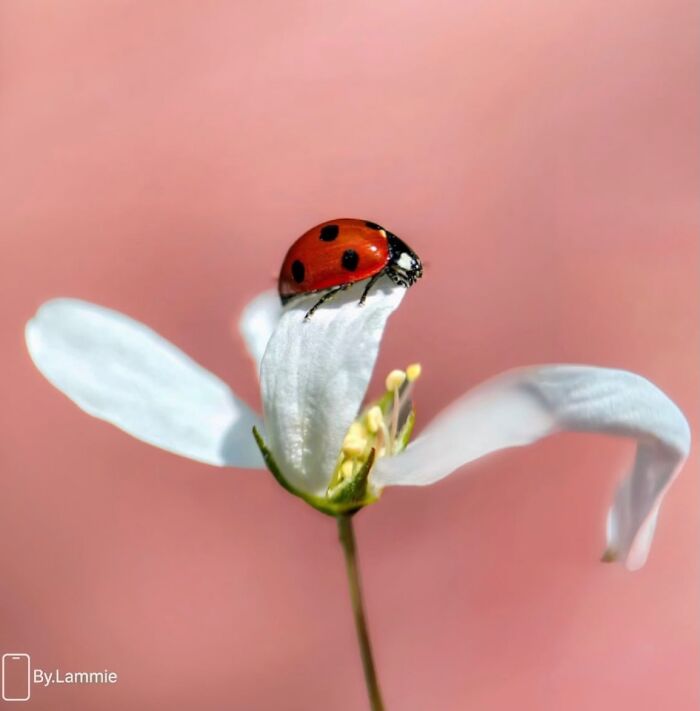 This Page Shared Macro Shots That Reveal The Strange And Stunning Details Of Flowers And Insects (55 Pics) This Page Shared Macro Shots That Reveal The Strange And Stunning Details Of Flowers And Insects (55 Pics)