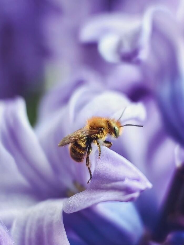 This Page Shared Macro Shots That Reveal The Strange And Stunning Details Of Flowers And Insects (55 Pics) This Page Shared Macro Shots That Reveal The Strange And Stunning Details Of Flowers And Insects (55 Pics)