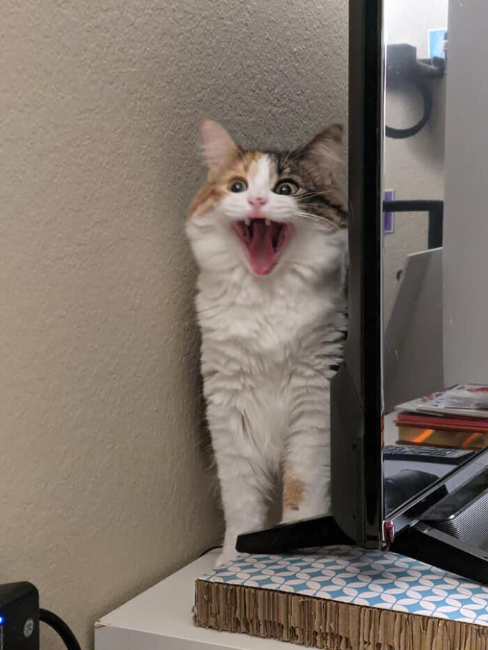 75 Funny Pics Of The Most Adorable Felines Yelling Away To Get Your Attention