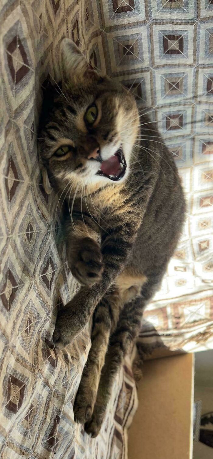 75 Funny Pics Of The Most Adorable Felines Yelling Away To Get Your Attention
