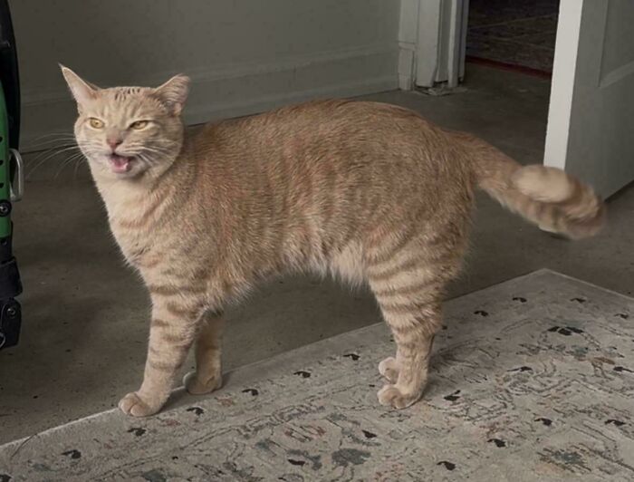 75 Funny Pics Of The Most Adorable Felines Yelling Away To Get Your Attention