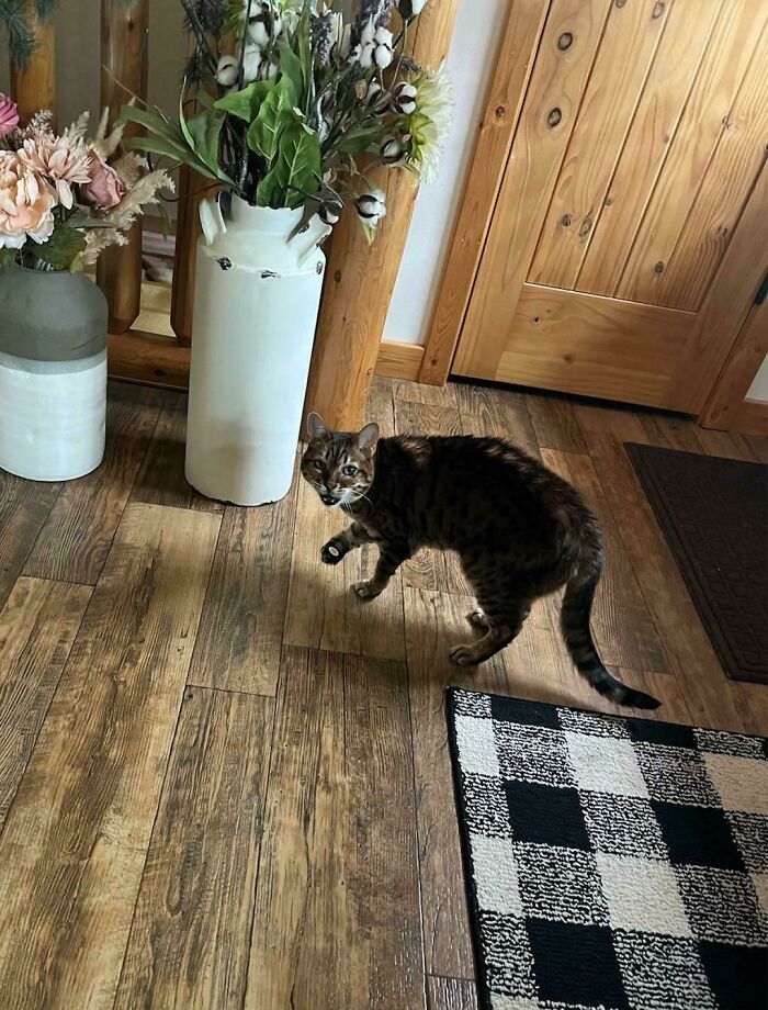 75 Funny Pics Of The Most Adorable Felines Yelling Away To Get Your Attention